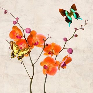 Image 1TR1892 Orchids & Butterflies I FLEURS DECORATIF Teo Rizzardi