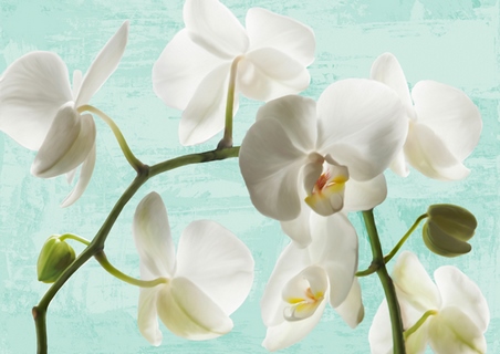 3JT4699-Jenny-Thomlinson-Celadon-Orchids-FLEURS-
