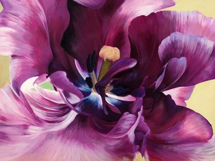 3LC506-Purple-tulip-close-up-FLEURS--Luca-Villa