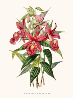 Orchidee-Sobralia-SE_OrchidSobralia