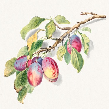 1AA5670-Anonymous-A-branch-of-ripe-plums