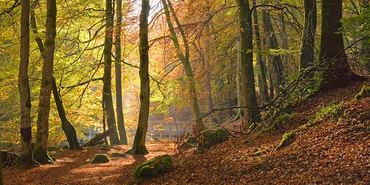 2AA1585-Autumn-beech-woods-Birks-o-Aberfeldy-PAYSAGE--Anonymous-