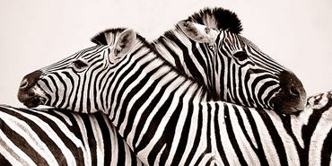2AP3294-Zebras-in-love-ANIMAUX-Anonymous-
