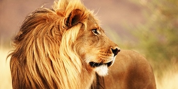 2AP4883-Anonymous-Male-lion-Namibia-(detail)