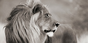2AP4884-Anonymous-Male-lion-Namibia-(detail-BW)