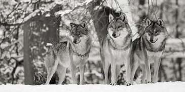 2AP4891-Anonymous-Wolves-in-the-snow-germany-(detail-BW)