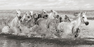 2AP5159-Pangea-Images-Herd-of-Horses,-Camargue