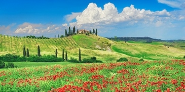 2FK5187-Frank-Krahmer-Farmhouse-with-Cypresses-and-Poppies,-Val-d`Orcia,-Tuscany