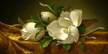 2MH1605-Magnolias-on-Gold-Velvet-Cloth-FLEURS-ART-CLASSIQUE-Martin-Johnson-Heade