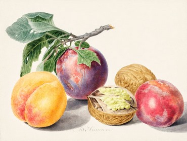 3AA5667-Michiel-van-Huysum-Fruits-I