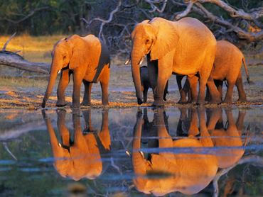 3FK3119-African-elephants-Okavango-Botswana-ANIMAUX-PAYSAGE-Frank-Krahmer