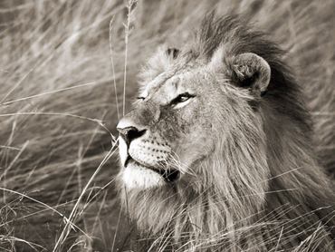 3FK3127-African-lion-Masai-Mara-Kenya-ANIMAUX-PAYSAGE-Frank-Krahmer