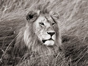 3FK3128-African-lion-Masai-Mara-Kenya-ANIMAUX-PAYSAGE-Frank-Krahmer