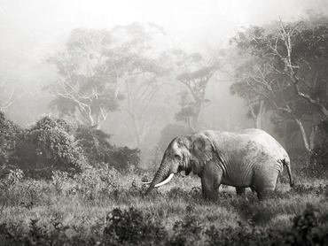 3FK3130-African-elephant-Ngorongoro-Crater-Tanzania-ANIMAUX-PAYSAGE-Frank-Krahmer