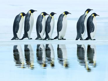 3FK3163-Emperor-penguin-group-Antarctica-ANIMAUX-PAYSAGE-Frank-Krahmer