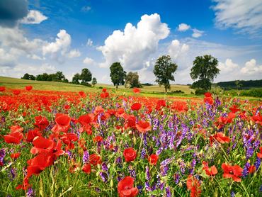3FK3169-Poppies-and-vicias-in-meadow-Mecklenburg-Lake-District-Germany-PAYSAGE--Frank-Krahmer
