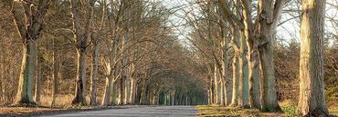 4AP2016-Tree-Lined-Road-Norfolk-UK-PAYSAGE--Anonymous-