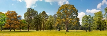 4AP5171-Pangea-Images-Trees-in-a-Park