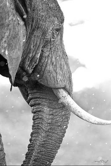 Tableau-deco-plexiglass-Savane-Elephant-Profil-4Mm