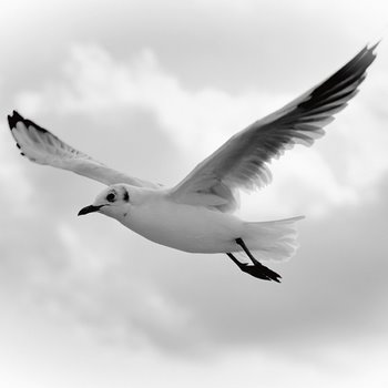 ig4499-Fly-Away-oiseaux--Uwe-Steger