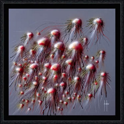 Image encadrée Alain COADOU POISSON 00291-AC 20X20