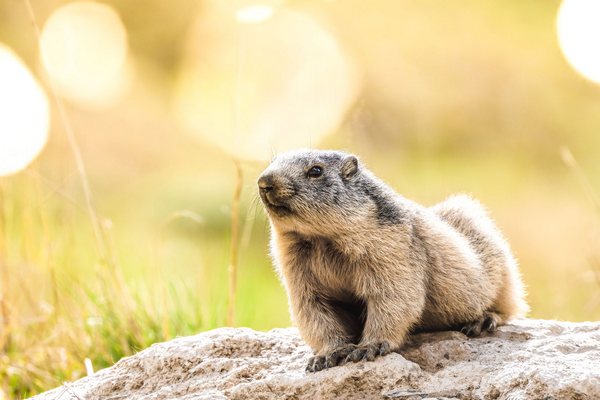 Decoplex ANIMAUX Marmotte  - Cyrille Quintard 80X120