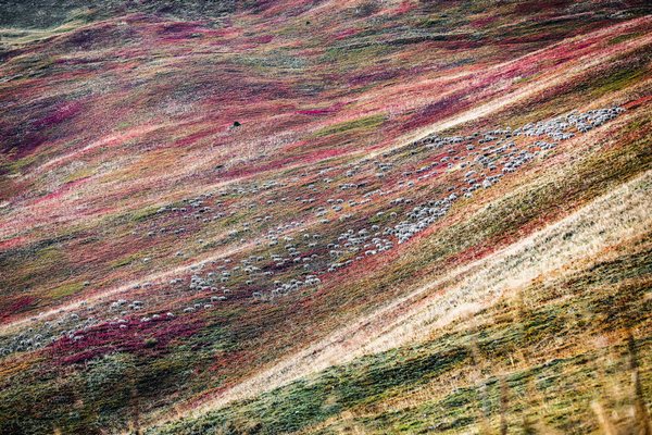 Decoplex PAYSAGE Mouton Savoie  - Cyrille Quintard 80X120