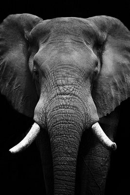 Decoplex ANIMAUX Afrique éléphant - Tony DIVET 80X120