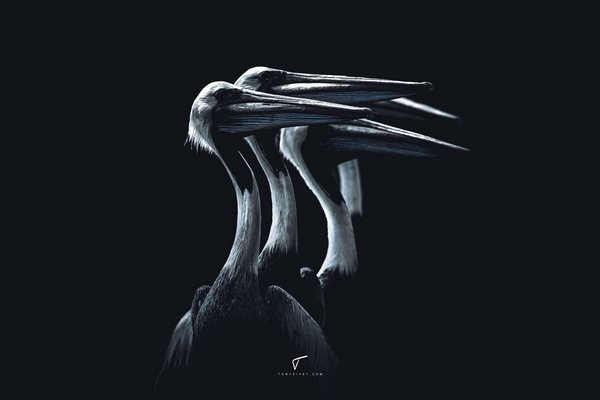 Decoplex ANIMAUX Bleu Fleuret - Tony Divet 60X90