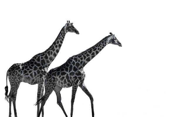 Decoplex ANIMAUX Namibie girafes - Tony DIVET 80X120