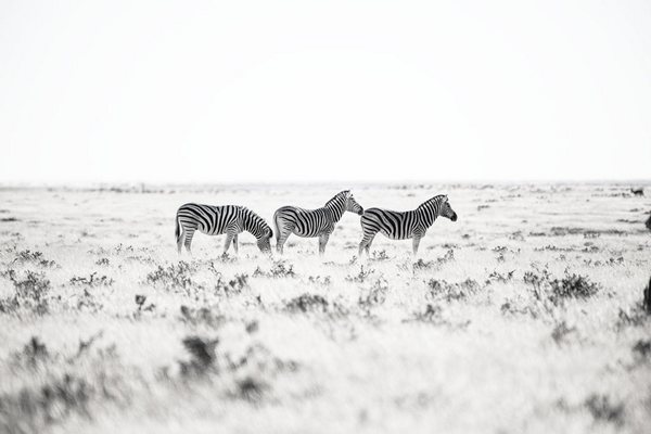 Decoplex ANIMAUX Namibie prairie zèbres - Tony DIVET 80X120