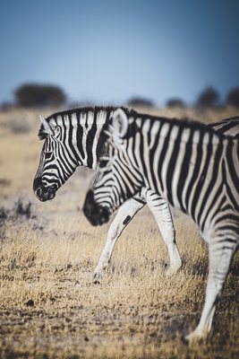 Decoplex ANIMAUX Namibie zèbre - Tony DIVET 80X120