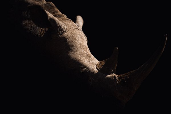 Decoplex ANIMAUX Swaziland Rhino - Tony DIVET 80X120