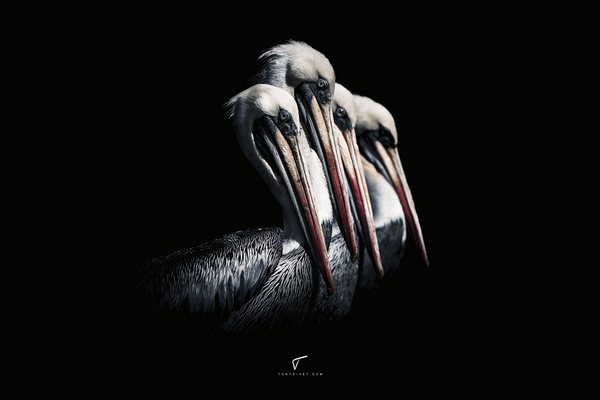 Decoplex ANIMAUX Unisson - Tony Divet 60X90