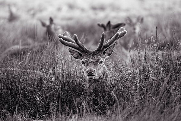 Decoplex ANIMAUX Montagne Velvet Antlers  80X120