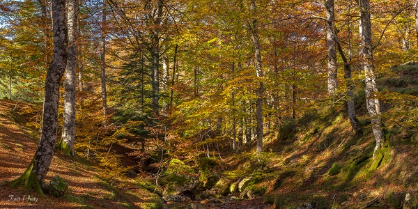 Laminage PAYSAGE Forêt d Iraty au Pays basque 70X150