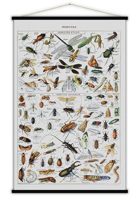 Carte CARTE Insectes 84X123