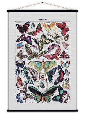 Carte CARTE Papillons 84X123
