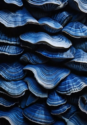 Decoplex MER Under Sea Mushroom  70X100