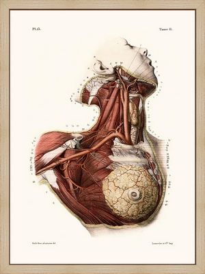 Laminage encadré Sciences Naturelles Anatomie Pl13 Buste de femme 24X30
