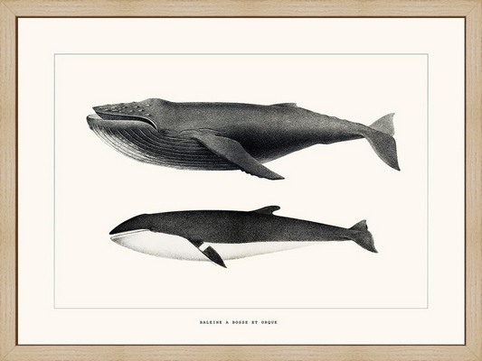 Laminage encadré ANIMAUX Baleine à bosse et Orque 24X30