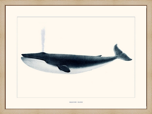 Laminage encadré ANIMAUX Baleine bleue 18X24