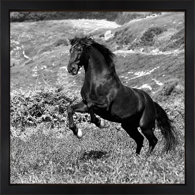 Image encadrée  IG8250 Island Horse par Jorge Llovet, 30X30 cadre complet lica noir 30X30