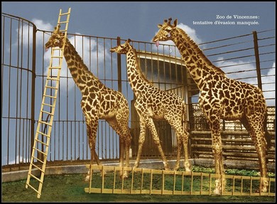 Cadre  Les girafes du zoo de Vincennes avec cadre rio-20 noir avec lamé 3mm 