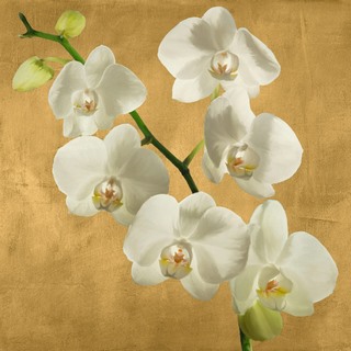 Image 1AT5750 Andrea Antinori Orchids on a Golden Background I