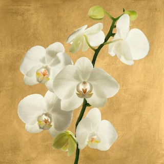 Image 1AT5751 Andrea Antinori Orchids on a Golden Background II