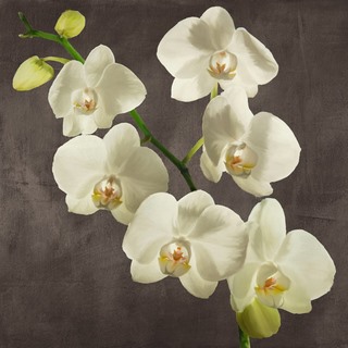 Image 1AT5752 Andrea Antinori Orchids on Grey Background I