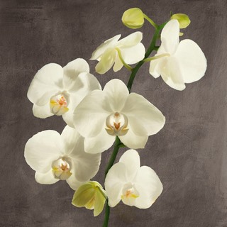 Image 1AT5753 Andrea Antinori Orchids on Grey Background II