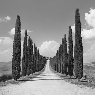 1FK5184-Frank-Krahmer--Cypress-alley,-San-Quirico-d`Orcia,-Tuscany-(detail)