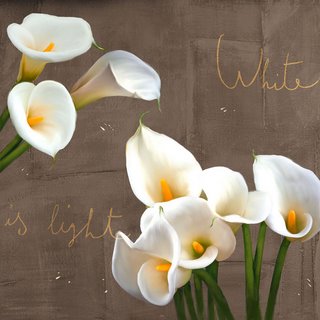 Image 1TR4156 White Callas FLEURS  Rizzardi Teo